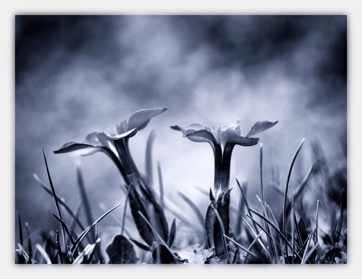 Alpen-Sommer-2017-skf-Enzian-bf-P6051410