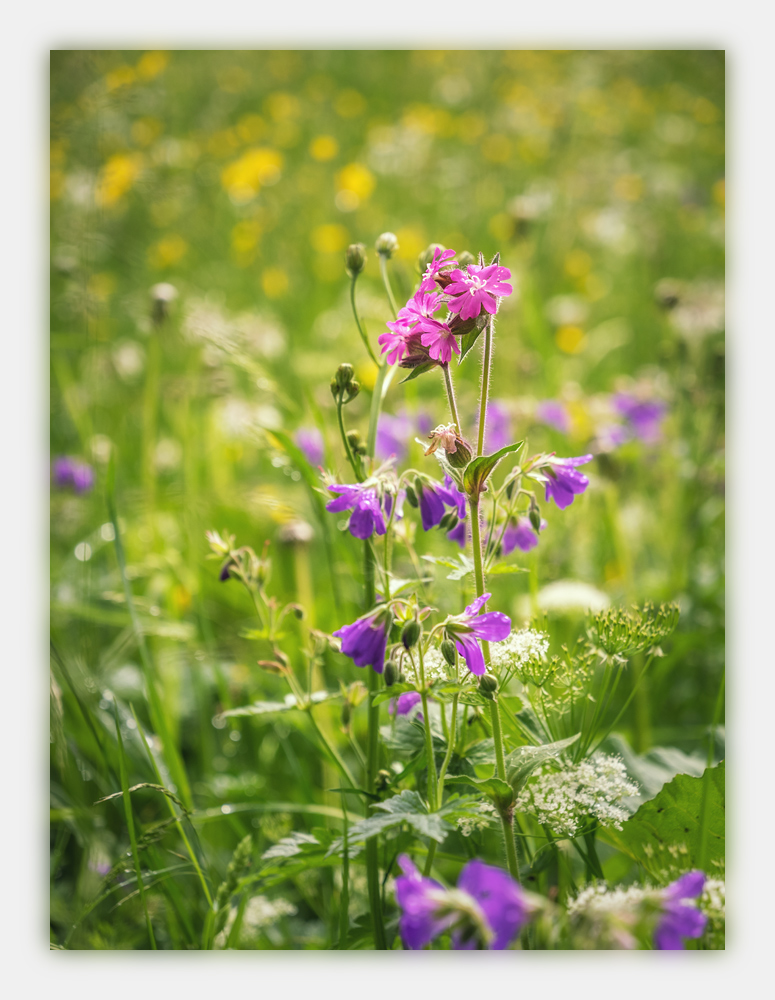 Alpen-Sommer-2017-skf-Heiterwang-bf-P604