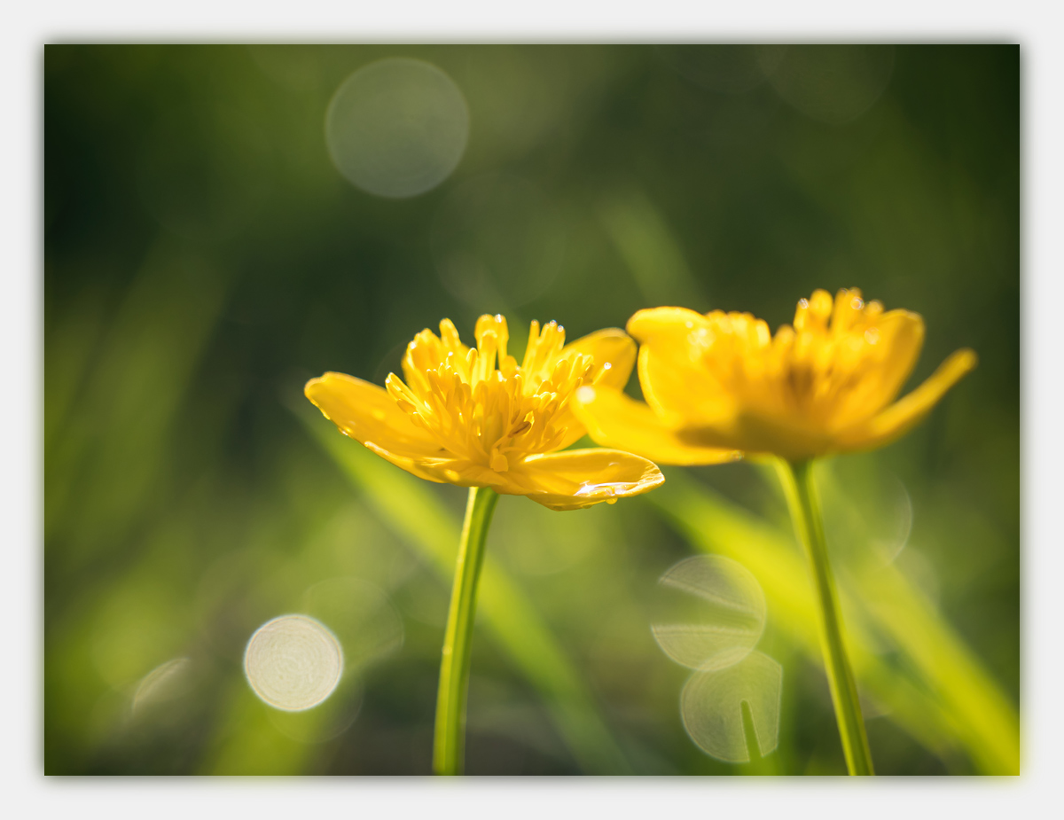 Alpen-Sommer-2017-skf-Seiseralm-bf-P6061