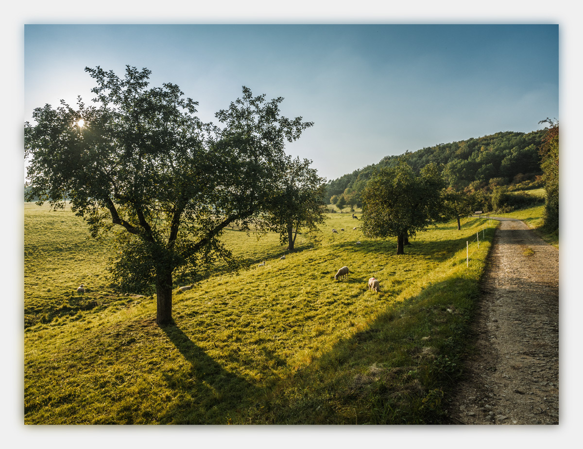 Feldweg_2-2.jpg