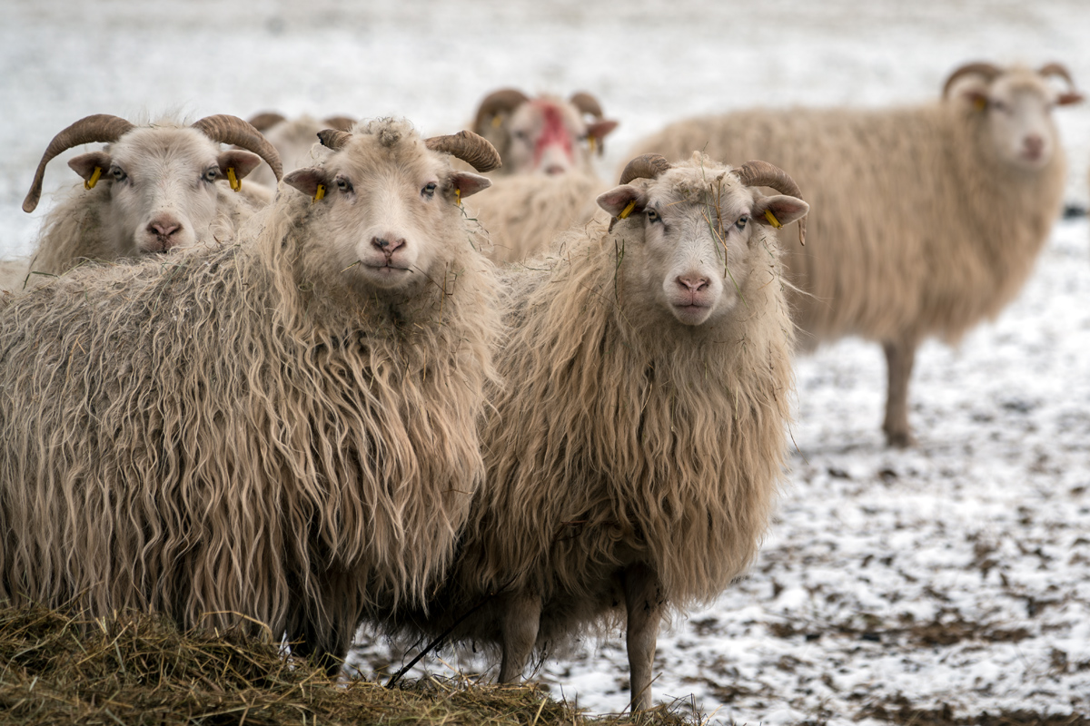 Schaf_2.jpg