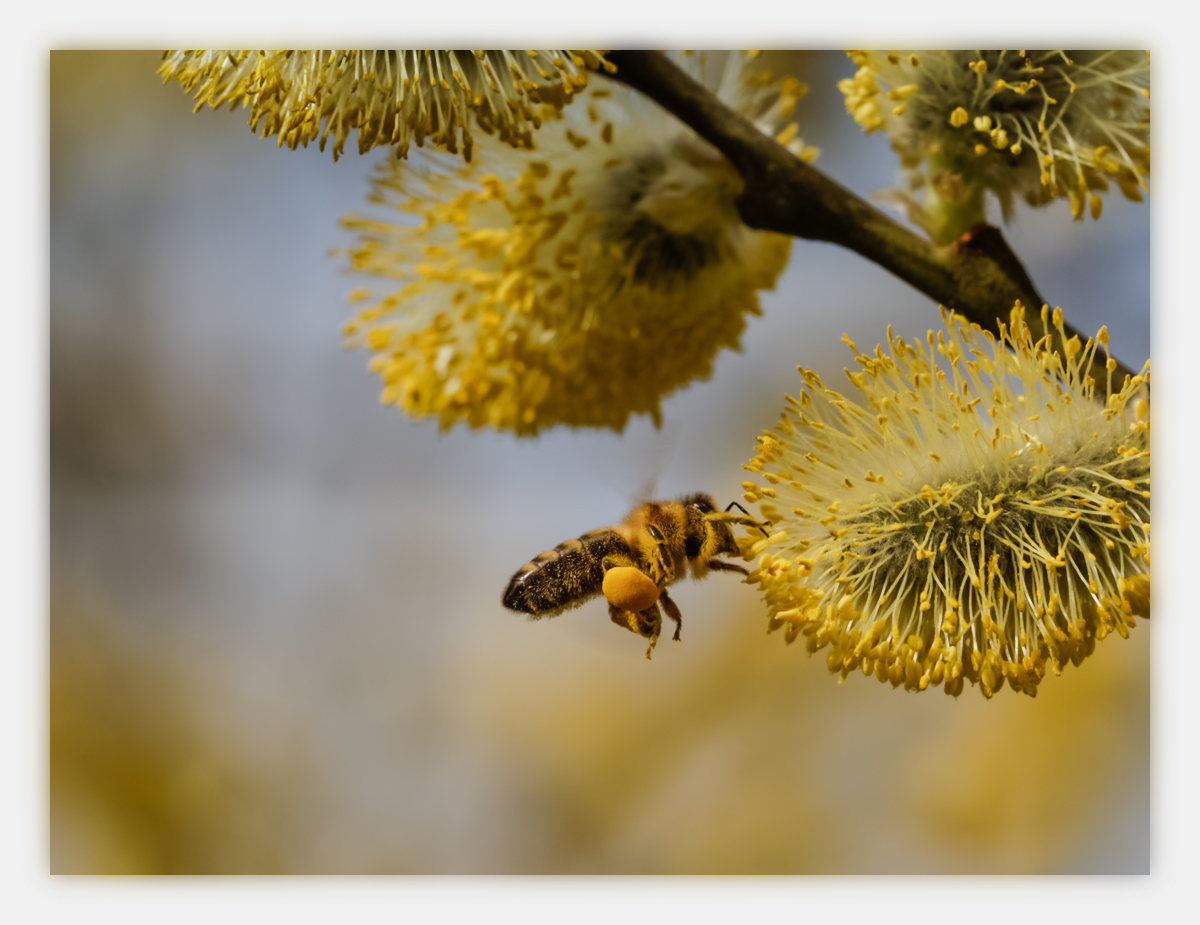 40-150_biene.jpg
