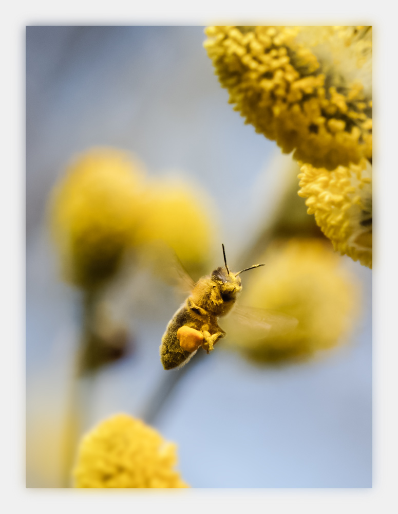 40-150_biene_3.jpg