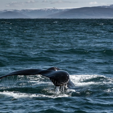 Whale Watching